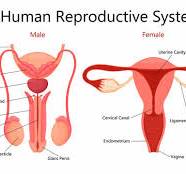 Reproductive Systems
